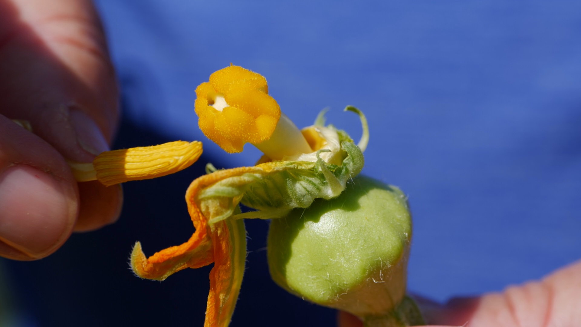 Get It Growing: Here’s how to pollinate vegetable flowers